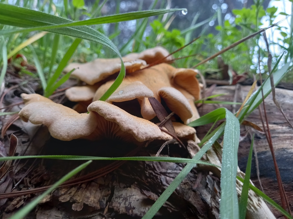 Tapinella panuoides · August 2021 · photo: © soldemarmaulina (iNaturalist, cc-by)