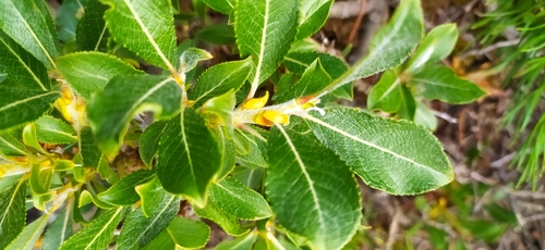 Image of Salix recurvigemmata by no rights reserved