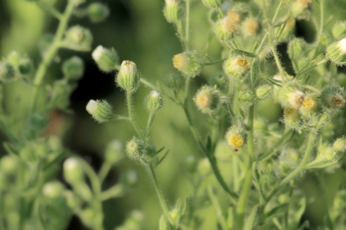 photo of Coulter's Horseweed (Laennecia coulteri)