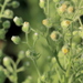 photo of Coulter's Horseweed (Laennecia coulteri)