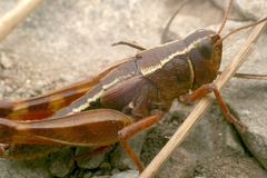Sigaus australis