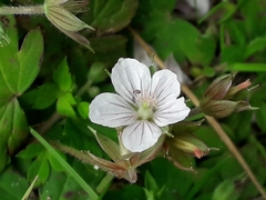 Geranium nodosum
