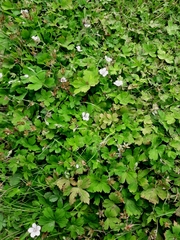 Geranium nodosum