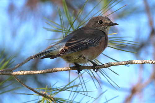 photo of Western Bluebird (Sialia mexicana)