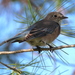 photo of Western Bluebird (Sialia mexicana)