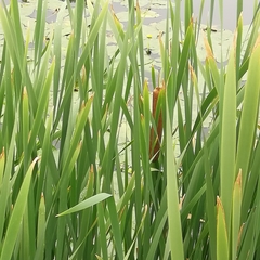 Typha latifolia