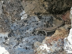 Podarcis muralis