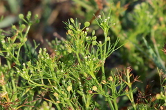 Apiastrum angustifolium