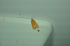 Sparganothis tristriata