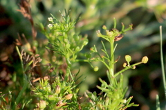 Apiastrum angustifolium