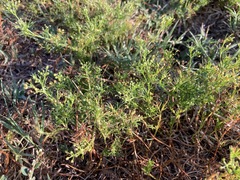 Apiastrum angustifolium