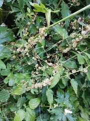 Cuscuta europaea