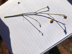 Hermannia paucifolia