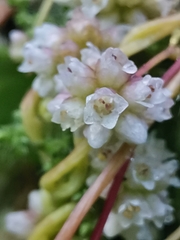 Cuscuta europaea