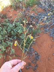 Hermannia paucifolia