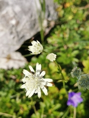 Astrantia bavarica