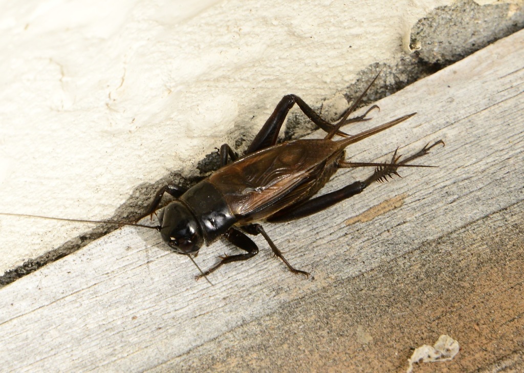 Australian Black Field Cricket