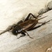 Australian Black Field Cricket - Photo (c) obscurus, some rights reserved (CC BY-NC), uploaded by obscurus