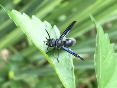 Allorhynchium argentatum