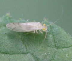 Xanthocaecilius