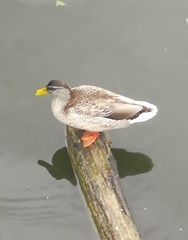 Anas platyrhynchos domesticus