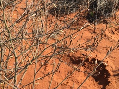 Trachyandra bulbinifolia