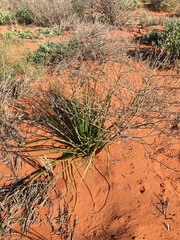Trachyandra bulbinifolia