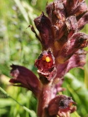 Orobanche pancicii