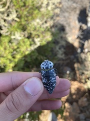 Capnodis cariosa