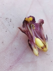 Orobanche pancicii