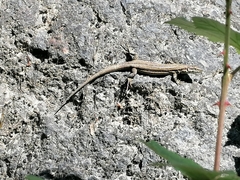 Podarcis muralis