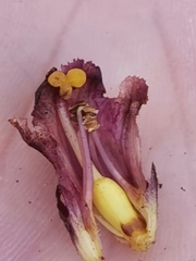 Orobanche pancicii
