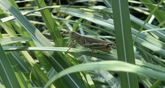 Melanoplus differentialis