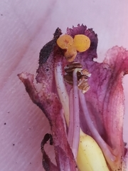 Orobanche pancicii
