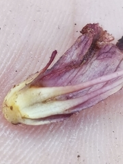 Orobanche pancicii
