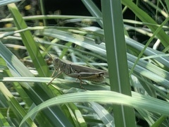 Melanoplus differentialis