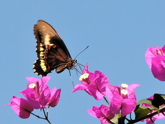 Battus polydamas polydamas