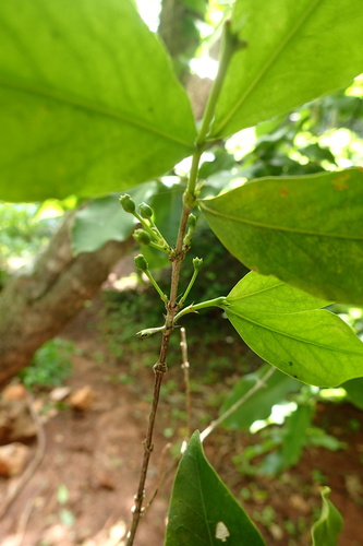 Empogona ovalifolia image