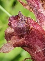Orobanche pancicii