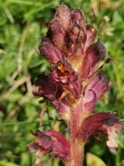 Orobanche pancicii