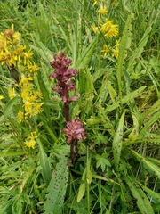 Orobanche pancicii