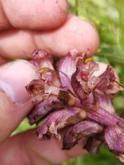 Orobanche pancicii