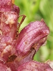 Orobanche pancicii