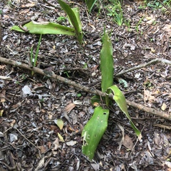 Dracaena aletriformis