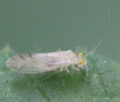 Xanthocaecilius