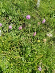 Knautia longifolia