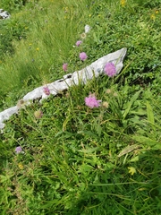 Knautia longifolia