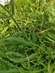 Knautia longifolia