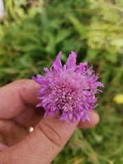 Knautia longifolia