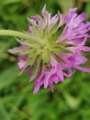 Knautia longifolia